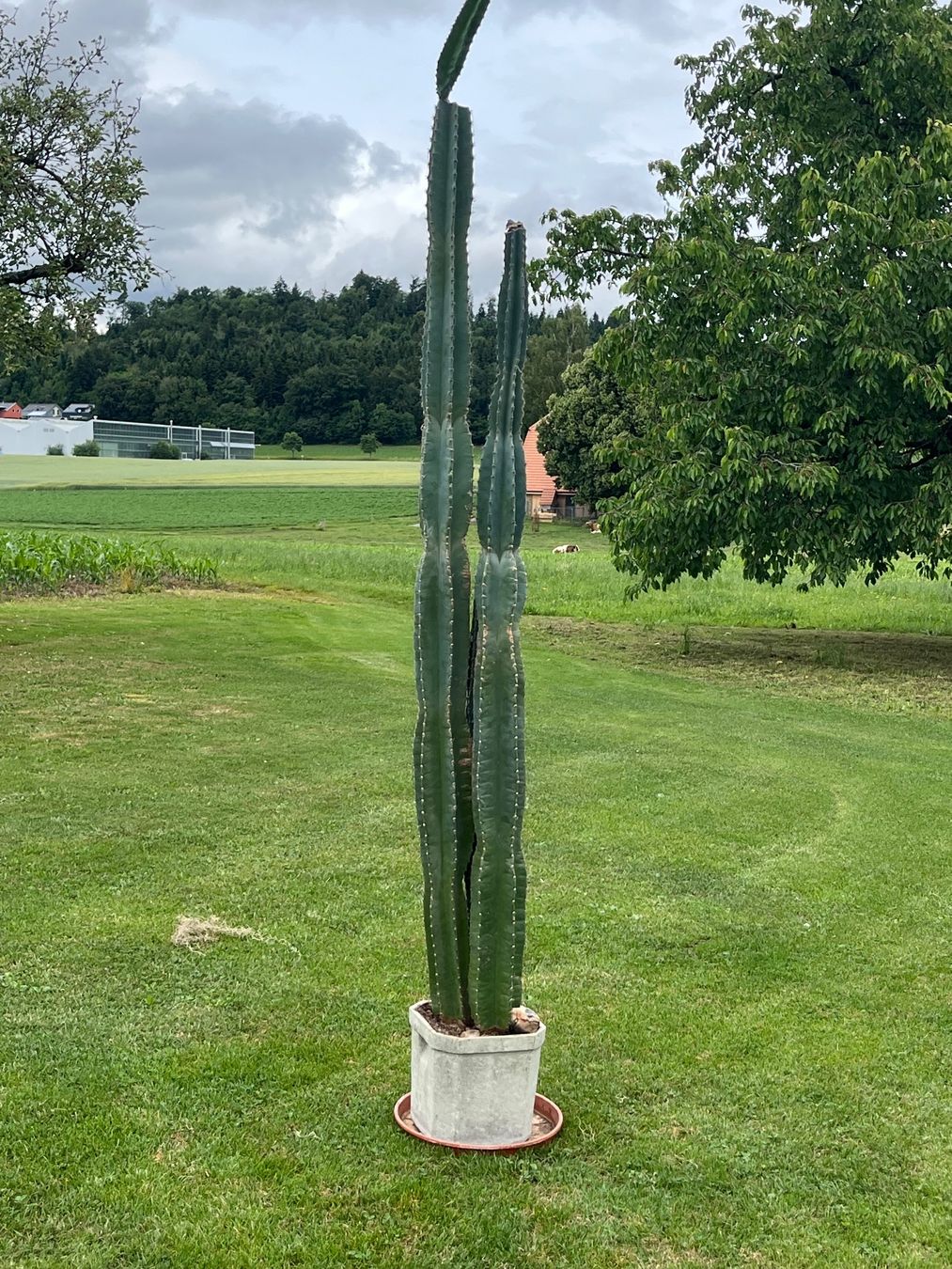 Piante & sementi: Cereus Säulenkaktus – Usato da Allmendingen b. BE venduto da juair 2