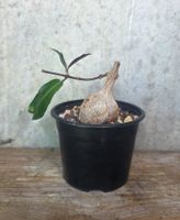 Petopentia natalensis