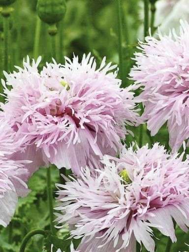 Pflanzen & Samen: 500 Samen Mohn LILAC POMPOM – Neu (gemäss Beschreibung) aus Ehrendingen von VerveinaSamen