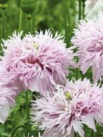 500 Samen Mohn LILAC POMPOM