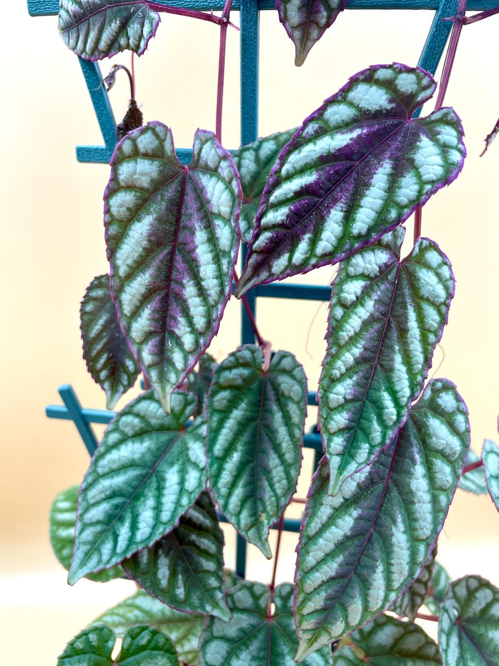 Pflanzen & Samen: Cissus discolor – Neu (gemäss Beschreibung) aus Zürich von Leafscape 1