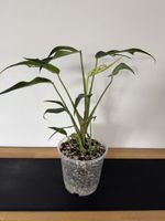 🌱Monstera Burle Marx Flame🌱 Nr. 7