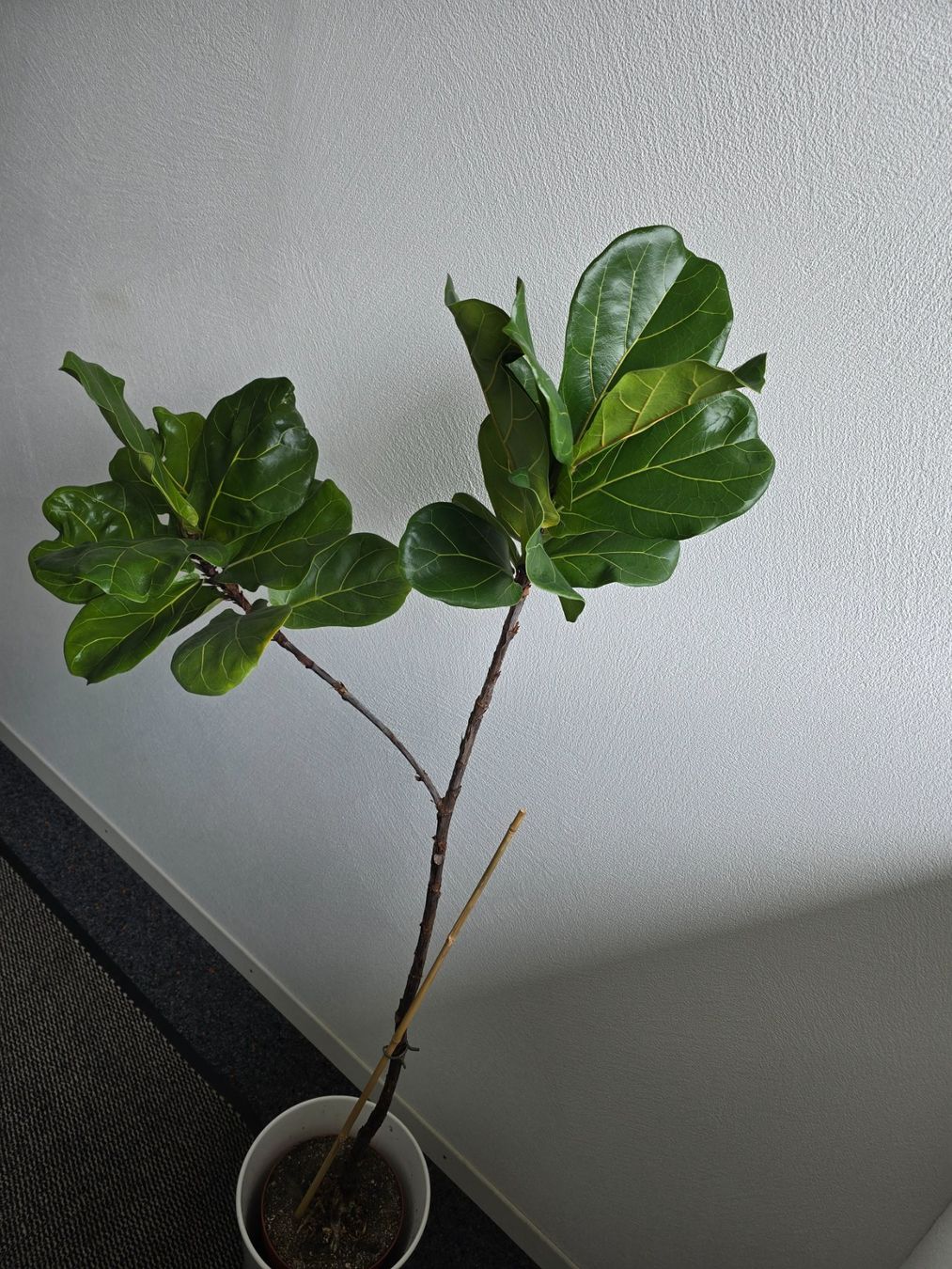 Piante & sementi: Ficus Lyrata – Usato da Neuhaus SG venduto da Hirschharry 1