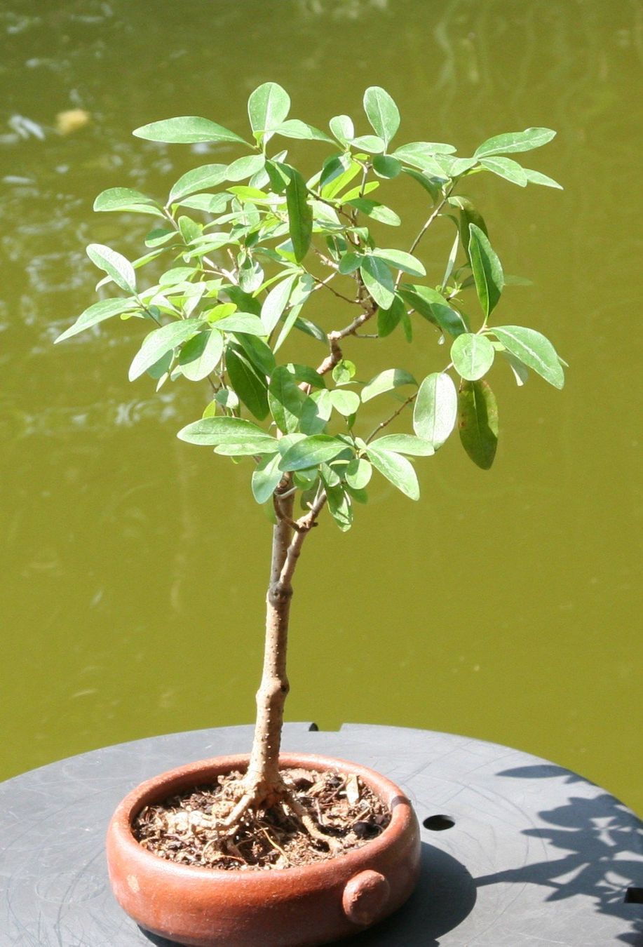 Pflanzen & Samen: BONSAI  -  Wilder Flieder – Gebraucht aus Gretzenbach von Sikim 1