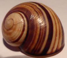 SEHR SELTENE POLYMITA PICTA,-BAUM-MUSCHEL,--31,6 MM,