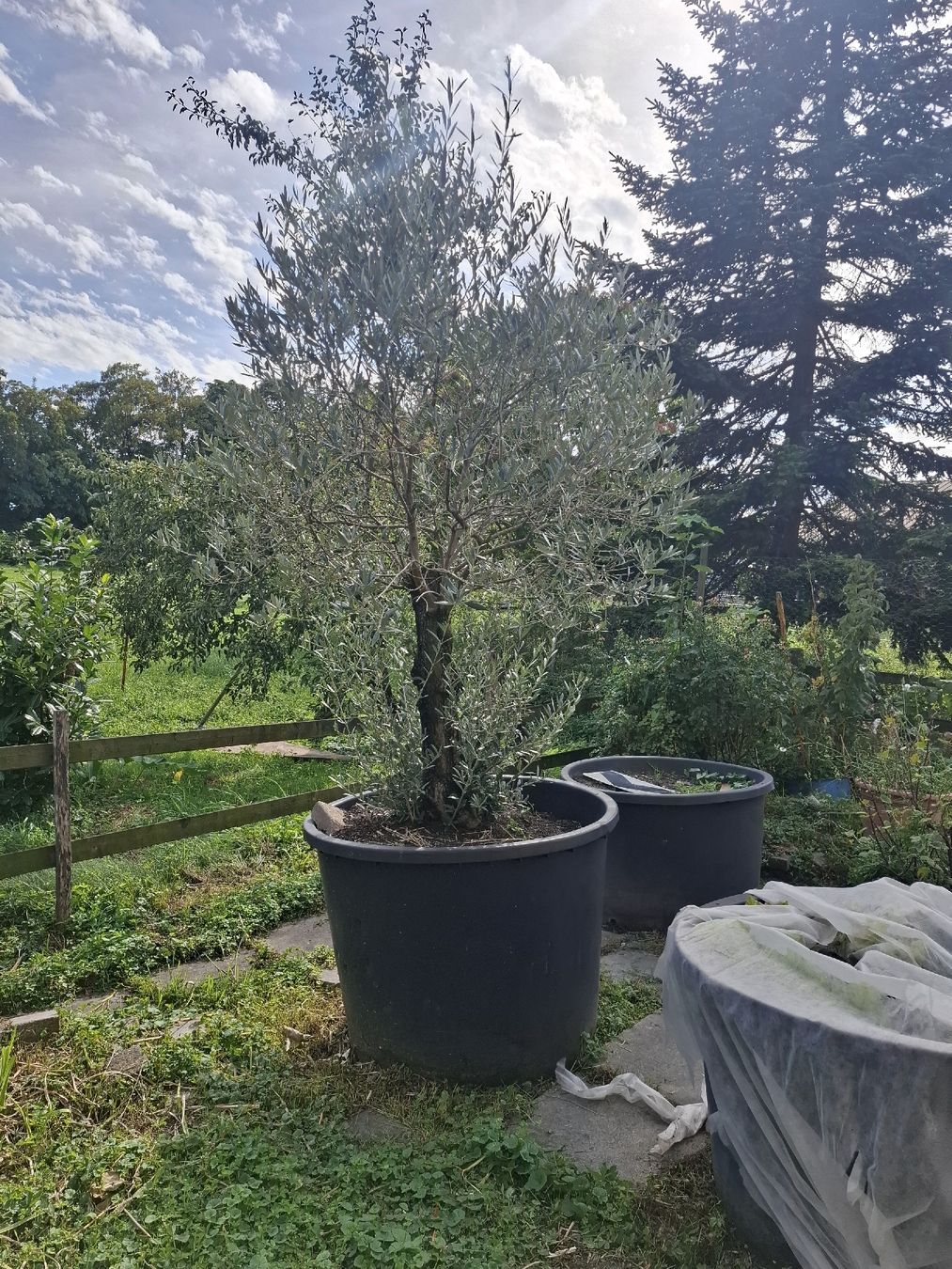 Plantes & graines: Olivenbaum – D'occasion à Au SG par lar_qq5q 2
