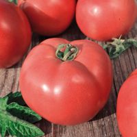 Berner Rosen Bio - Fleischtomate - 25 Samen