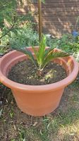 Cycas revoluta 