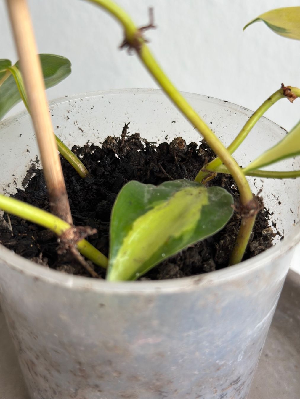 Pflanzen & Samen: Philodendron Scandens (Brasil) – Gebraucht aus Zürich von ong8 4