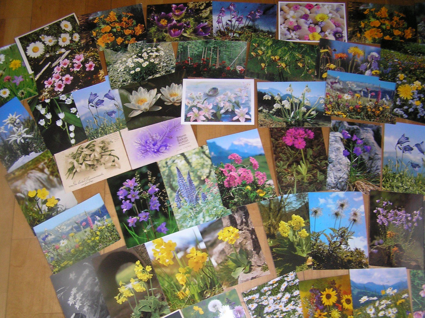 Cartoline postali: 200 Gruss - Blumenkarten – Usato da Lumbrein venduto da made02 9