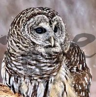 Serviette barred pattern owl (1458) 2Stk.