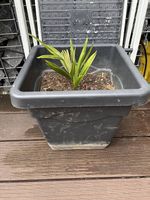 Palme