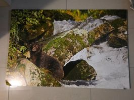 Original Foto von David Bittner - Grizzly Bär 3 - Alurahmen