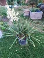 Yucca / Palmlilie im Topf