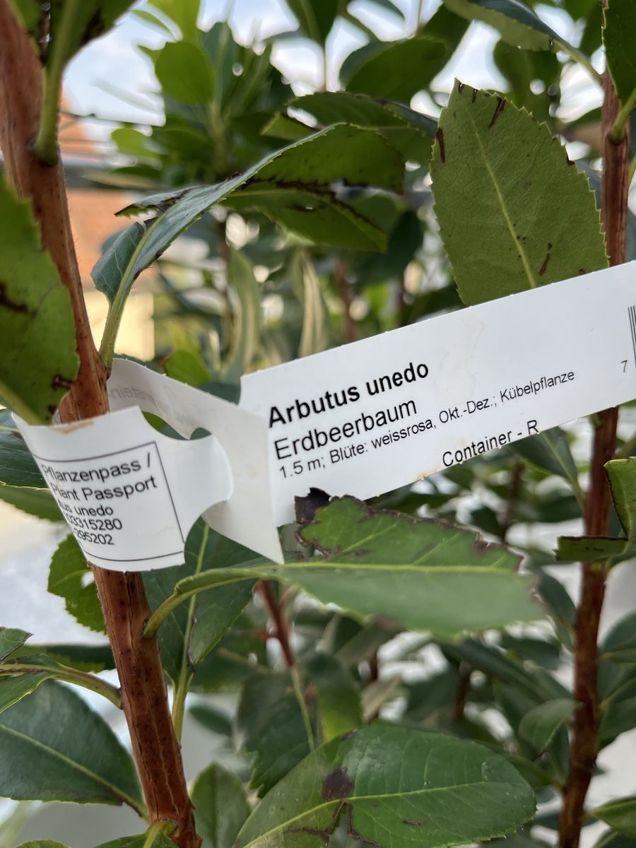 Piante & sementi: Arbutus unedo Erdbeerbaum inkl. Topf – Usato da Dietlikon venduto da Xanya 3
