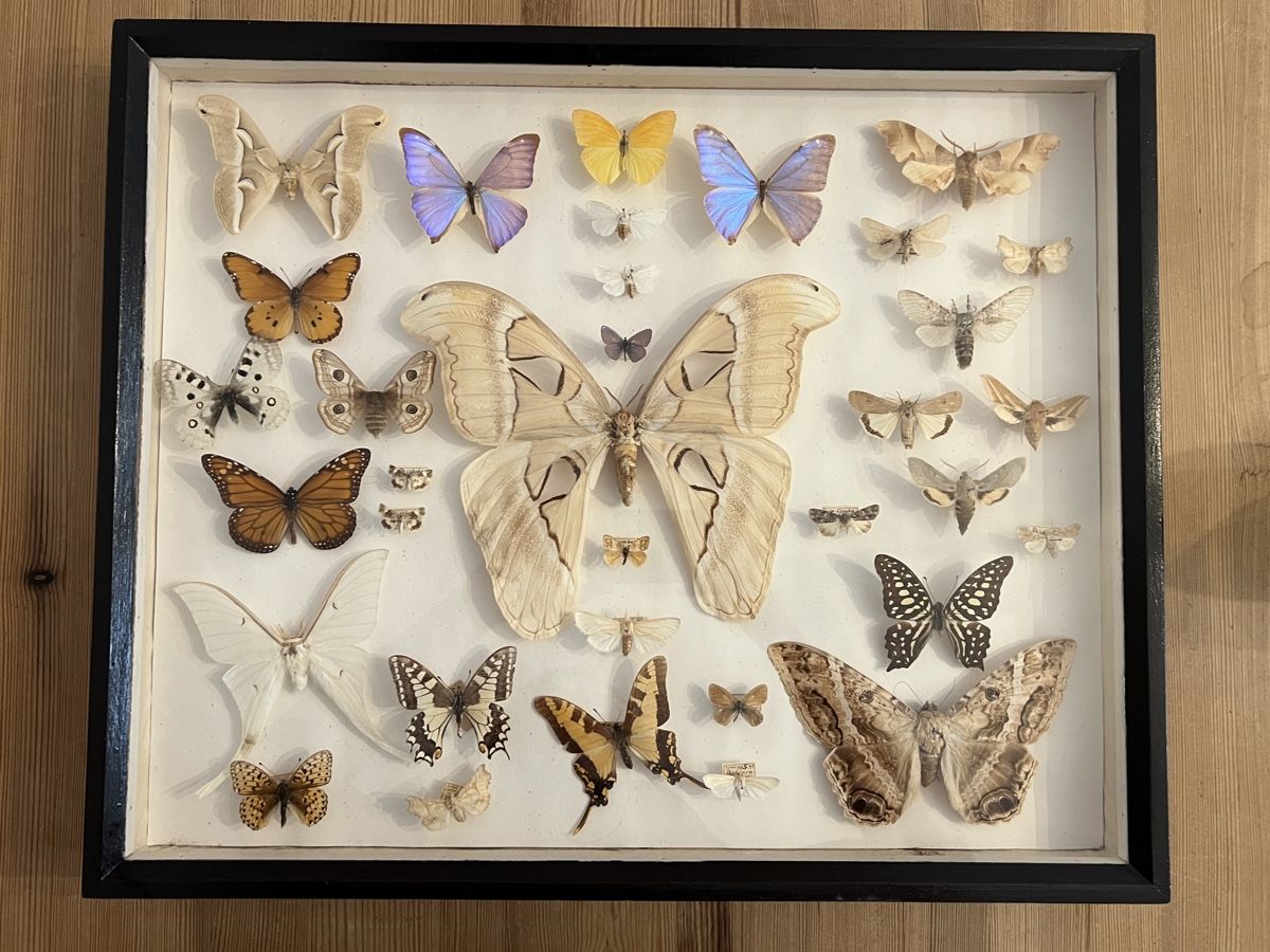 Vitrinen: Schmetterling Sammlung Schaukasten Holz – Gebraucht aus Zürich von ViolettRosenRot 2