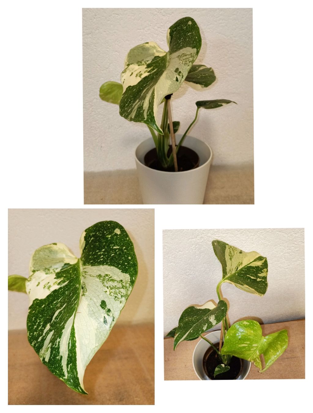 Piante & sementi: Wunderschöne Monstera Thai Constellation – Nuovo (secondo la descrizione) da schöftland venduto da UniquePlants