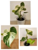 Wunderschöne Monstera Thai Constellation