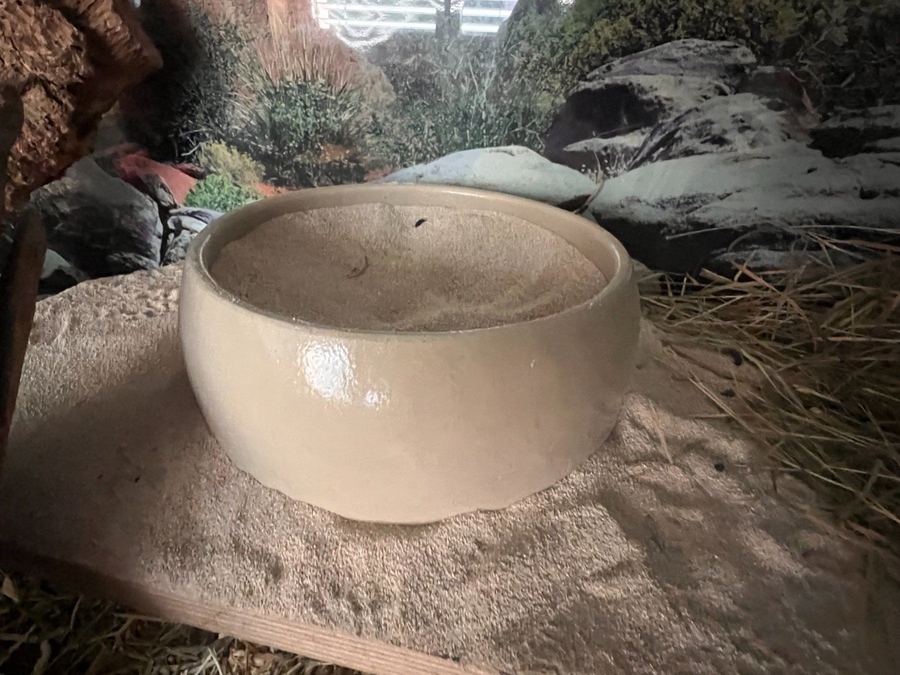 Terrario: Degu Terrarium Käfig aus Glas – Usato da Pfäffikon ZH venduto da Franziska77 4