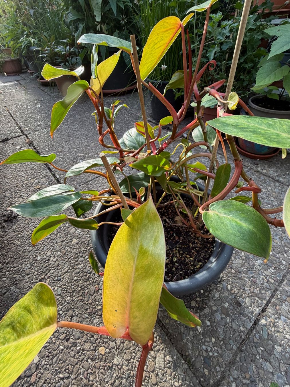 Pflanzen & Samen: Philodendron Painted Lady, mehrtriebig – Gebraucht aus Winterthur von Aniger 4