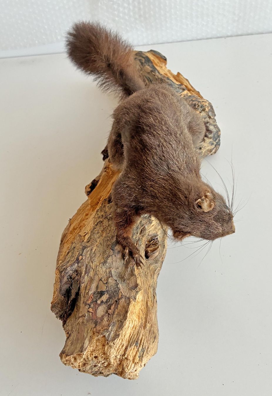 Il mondo degli animali: Eichhörnchen auf Holz – Usato da Bäretswil venduto da robsonantik 4