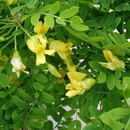 Piante & sementi: Caragana   ARBRE A POIS COMESTIBLE – Nuovo (secondo la descrizione) da Bremblens venduto da FIBONACCI369 1