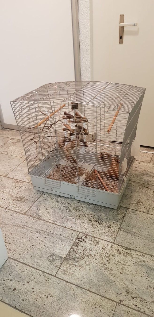 Casette per uccelli: Grosser Vogelkäfig – Usato da Brütten venduto da Diana098 4