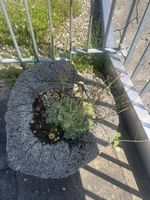 Betonschale & Trockenblumen ca. 45 cm.