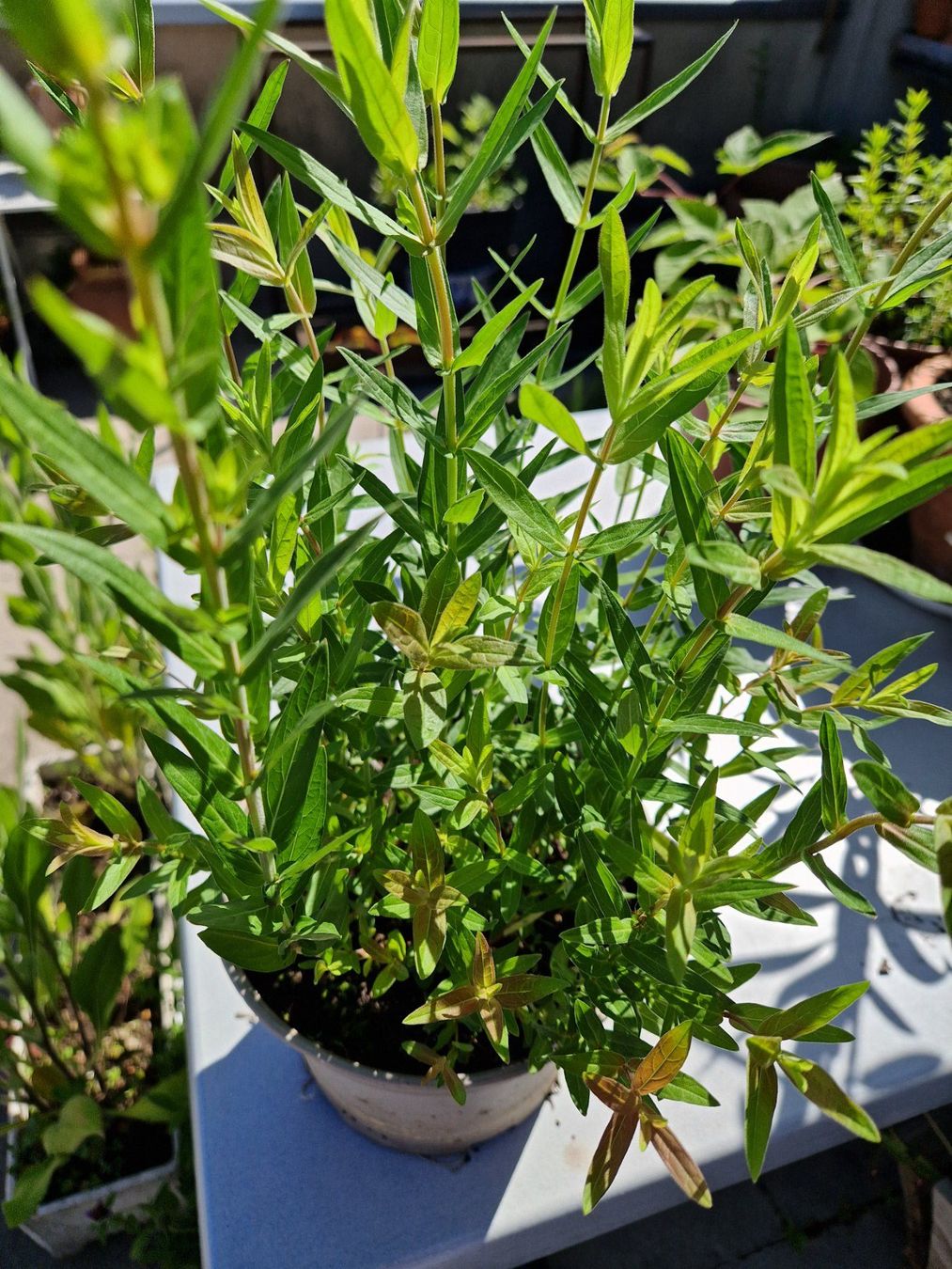 Piante & sementi: Balkon-/Terrassenpflanze: Blutweiderich – Usato da Münchenbuchsee venduto da Aare22 3
