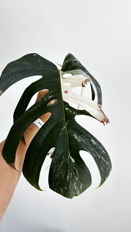 Monstera Albo Variegata Ableger mit Luftwurzeln (Gebraucht) in  Aathal-Seegrben fr CHF 11  mit Lieferung auf Ricardo kaufen