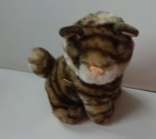 Katze