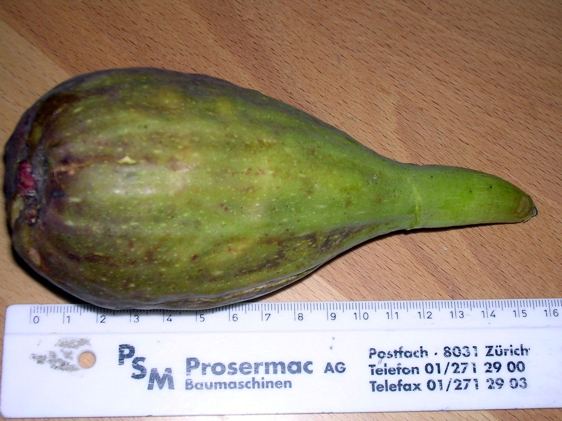 Piante & sementi: Feigen-Strauch – Usato da Ebmatingen venduto da desalli 1