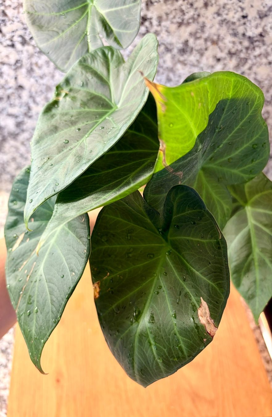 Piante & sementi: Alocasia Regal Shield – Usato da Kaiseraugst venduto da dka_b97z 1