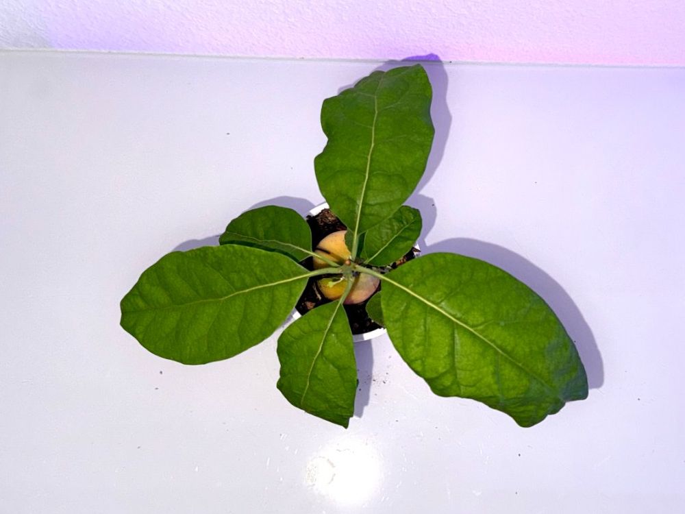 Pflanzen & Samen: Avocado Baum (doppel stamm) – Neu (gemäss Beschreibung) aus Schlieren von Edgar_k 5
