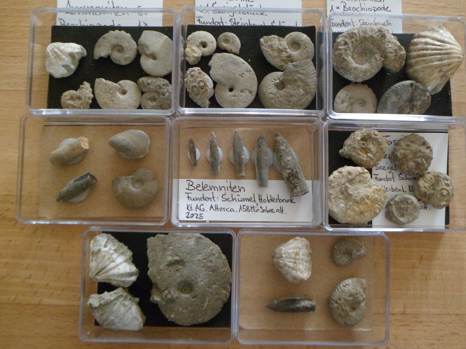 Fossiles: Fossilien Sammlung in 8 Böxli Schweiz – D'occasion à Affoltern am Albis par Fossil60