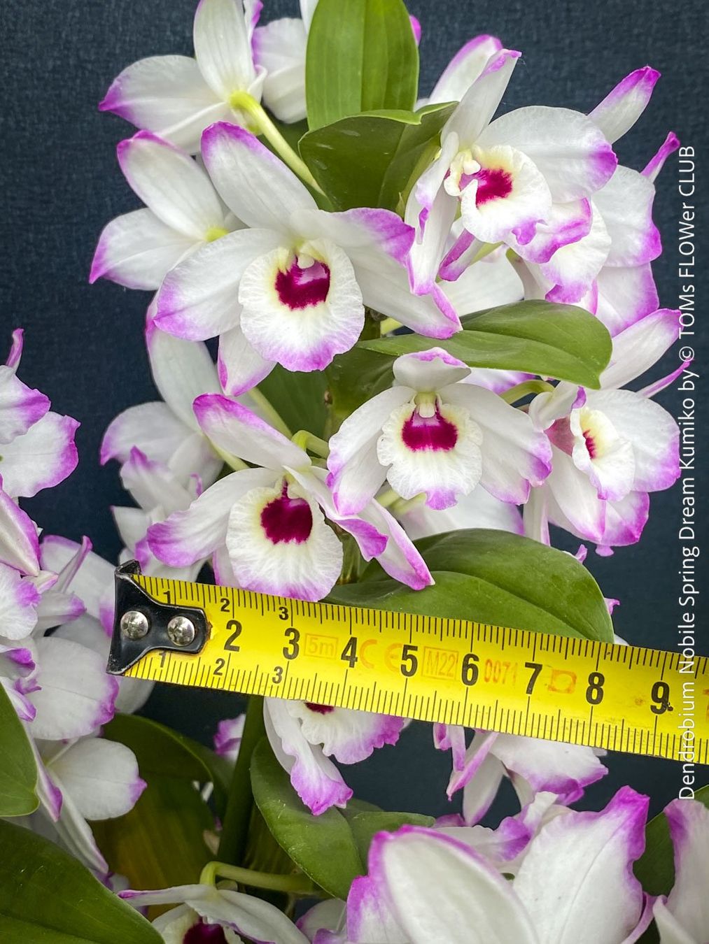 Piante & sementi: DeNDRoBiuM NoBiLe 'SPRiNG DReaM KuMiKo' - SPeKTaKuLäR – Usato da Adliswil venduto da asTOMas963 1