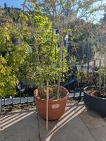Kübelpflanze Salix integra hakuro nishiki 3 Stämme