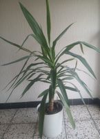 Large Yucca plant 130cm tall