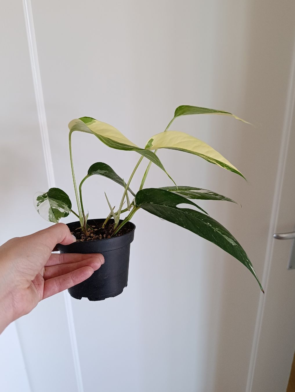 Pflanzen & Samen: Epipremnum Pinnatum Variegata  – Neu (gemäss Beschreibung) aus Baar von L.isa28 5