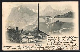 AK Grindelwald, Ortspartie, Kuh am Ufer