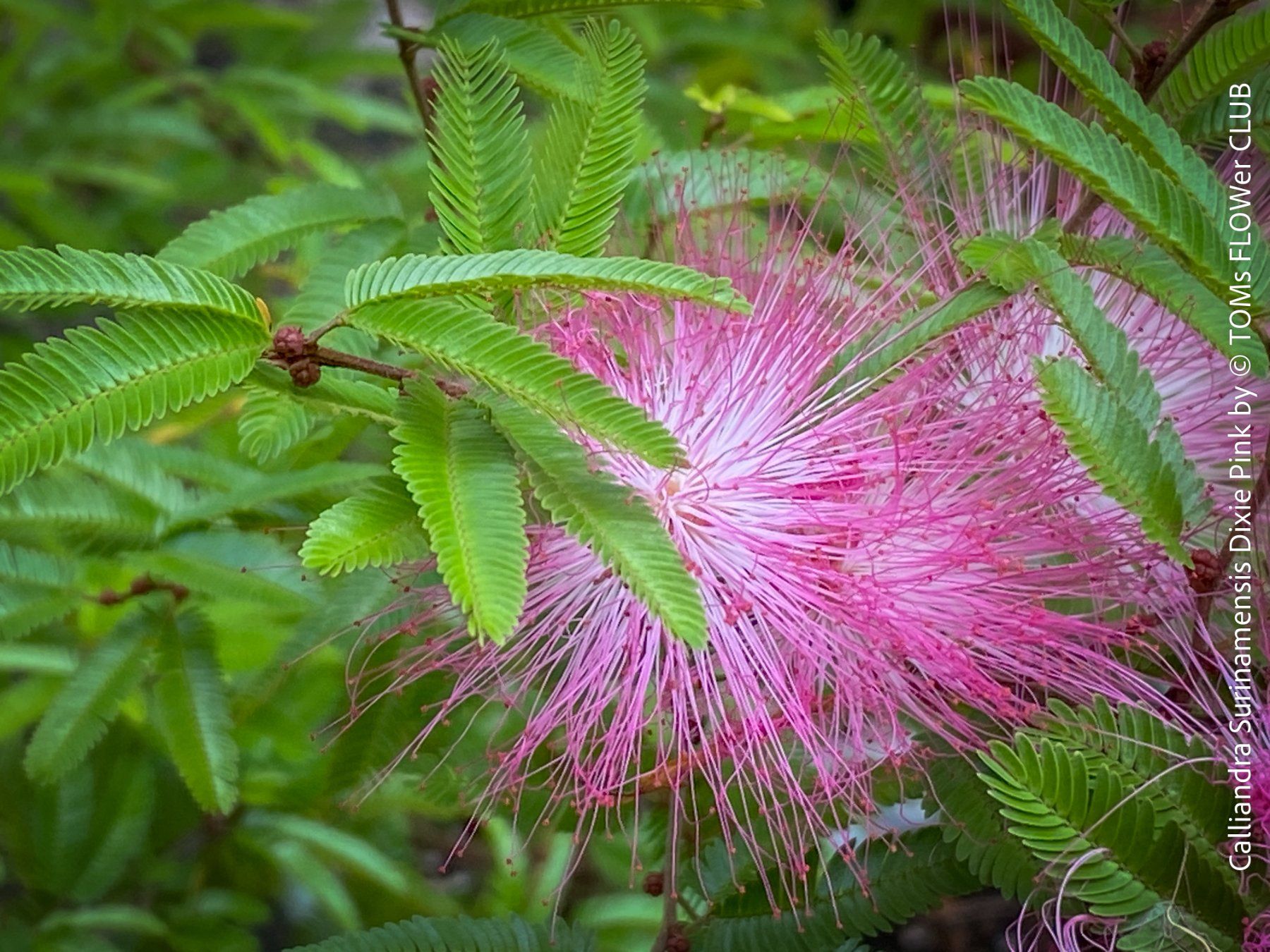 Piante & sementi: Calliandra Surinamensis Dixie Pink - sehr stark duftend – Nuovo e nell'imballaggio originale da Adliswil venduto da astom369 5