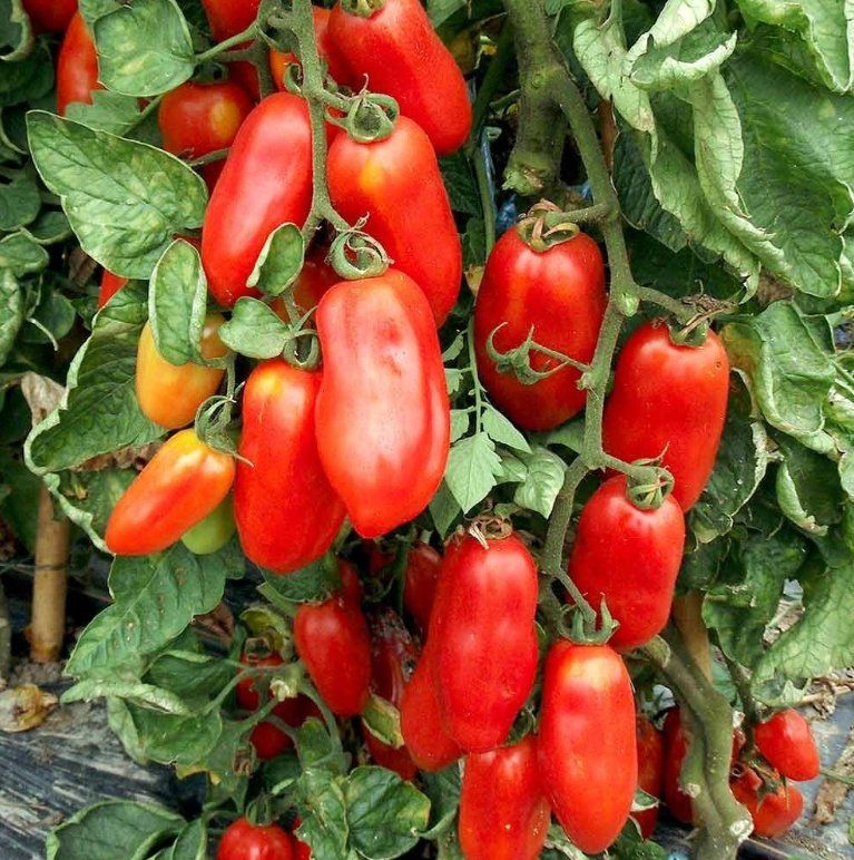 Piante & sementi: TOMATE SAN MARZANO / 5 Samen – Nuovo (secondo la descrizione) da Hinteregg venduto da ERFOLG78 2