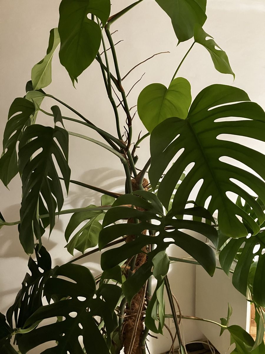 Piante & sementi: Monstera-Hydro – Usato da Avenches venduto da ChristinaW0102 1