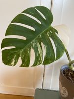 Monstera borsigiana variegata