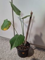 Monstera deliciosa/Fensterblatt (5/6)