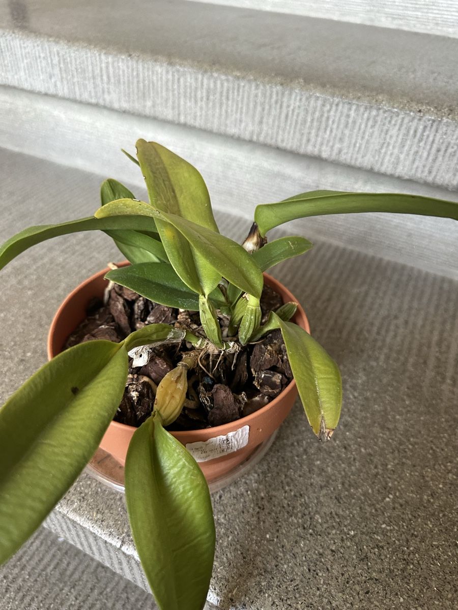 Piante & sementi: Cattleya Orchidee – Usato da Bern venduto da womiman 1