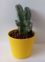 Kaktus euphorbia resinifera  - Wolfsmilch - auch Versand