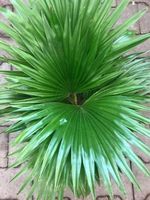 30 cm INDOOR LIVISTONA PALME