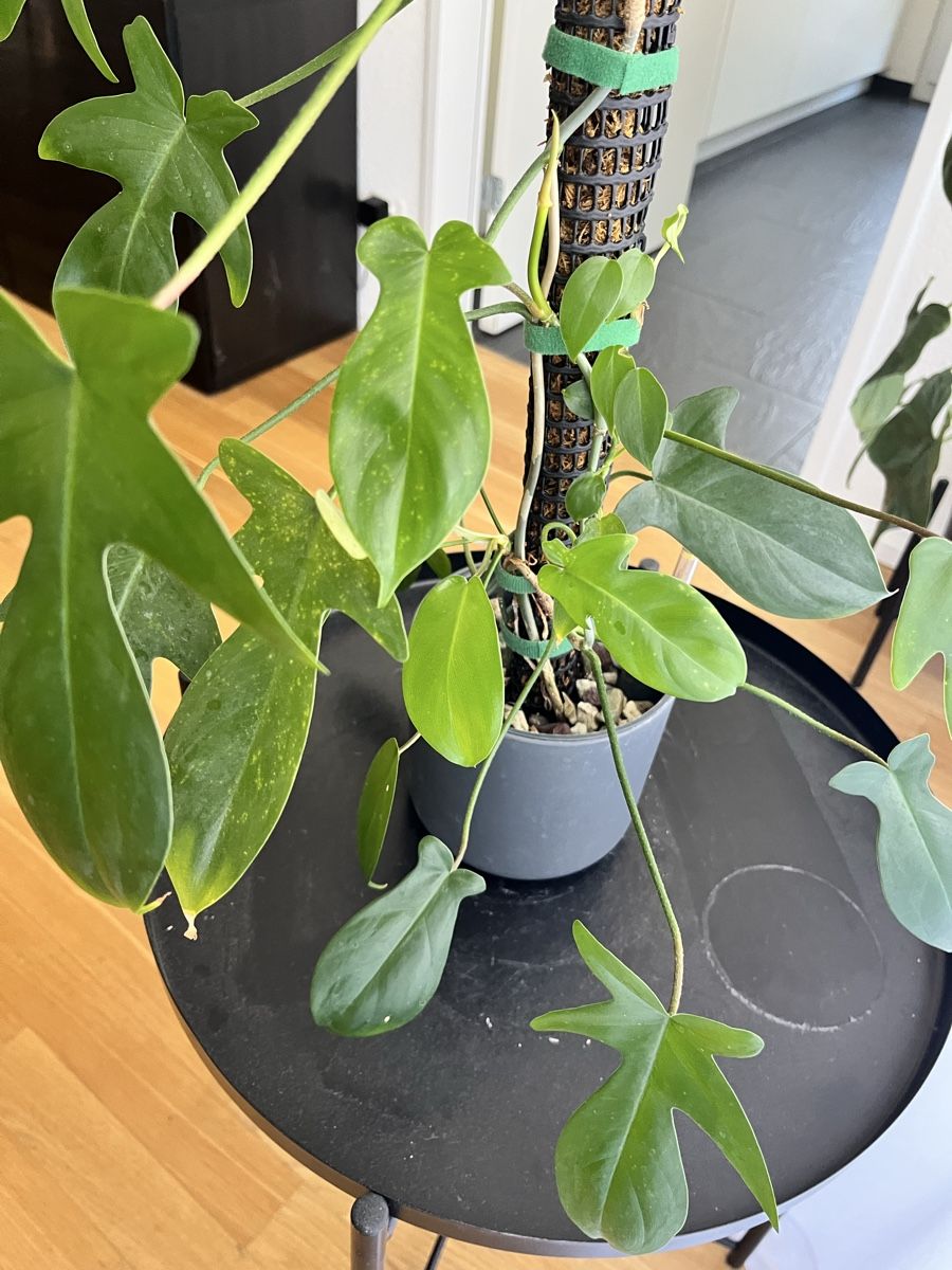 Piante & sementi:  Philodendron Florida Green 🪴 – Usato da Uster venduto da ke114 2