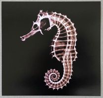 X-Ray: Seepferd